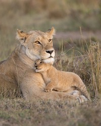Lioness mother with young cub snuggling in to her.  Taken in the