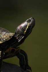 Turtle head on a green background. The background was taken in close-up. 2022.