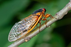 Cicada swarm in upstate New York