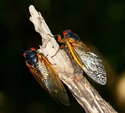 Cicada swarm in upstate New York