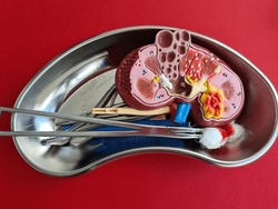 Human kidney model with adrenal gland with scalpel and clamps. Kidney surgery