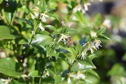 Fabruary Honeybee Collecting Nectar from Sarcococca Confusa