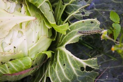 Cabbage eaten by caterpillars