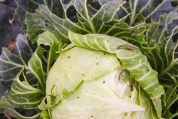 Cabbage eaten by caterpillars
