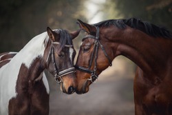 portrait of stallion and mare horses in love nose to nose sniffing each other on road in forest background
