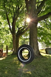 Tire Swing Underneath Maple Tree on Farm in Summer