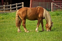 A Male Flaxen Chestnut Horse Stallion Colt Grazing in a Pasture Meadow with Red Barn in Background