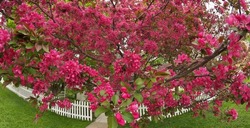Japanese flowering Crabapple Tree in Full Bloom in Spring with Beautiful Fragrant Pink Flowers