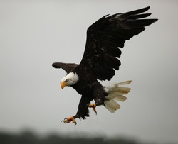 Bald Eagle in flight showing his talons