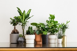 Houseplants in different designed flowerpots on a cabinet