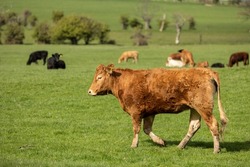 A small herd of cattle in a green field in Beaumaris north Wales