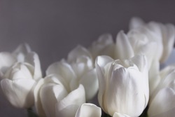 White tulips, blurred background, for text, congratulations. Background, postcard, design element, as a substrate. 