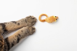 Cat paws and a mouse cat toy on a white background. Top view, copy space.