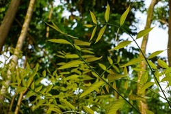 Black ash leafs in the tree, Green Ash leafs in the tree, Black ash leaf in forest, Back ash tree in forest, 