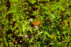 animal, background, backgrounds, beautiful, beauty, bloom, blossom, bright, bright butterfly, collect nectar, color, colorful, environment, fauna, floral, flower, grass, green, greenery, hot bright su