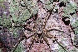Spider camouflage on the surface of the bark.