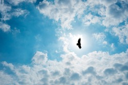 Silhouette Steppe eagle flying under the bright sun and cloudy sky in summer.