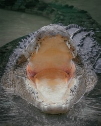 Photo of crocodiles open jaws