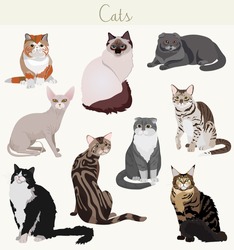 Vector Breed cats in different poses.