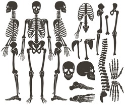 Human bones skeleton dark black silhouette collection. High detailed Vector Set of bones illustration