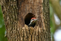 Pileated Woodpecker Chick Looking our from its Nest in a Hollow of a Dead Ash Tree.