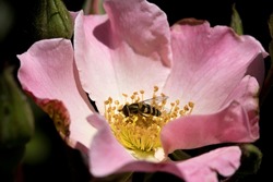 a hoverfly on a pink rose