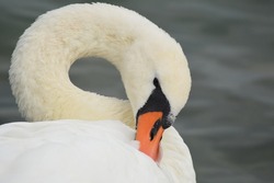 Swan Bird Head Close up Neck