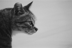 The cat portrait in black and white