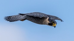 Peregrin Falcon soaring in search of prey