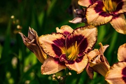 Close-up of some Daring Deception (Hemerocallis) Daylilies against a green background. 