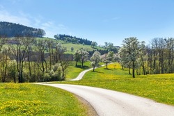 Tree blossom in the hilly Mostviertel with blossoming cider trees in a spring meadow with dandelions and a road