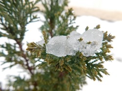 tree in snow, ice on tree