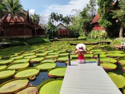A woman dressed in red sits and admires the giant lotus leaf by the swamp. The area around the swamp is full of ancient Thai-style houses. This place is in Phuket, Thailand.