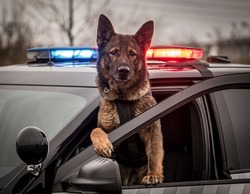 K9 dog police on duty