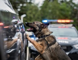 K9 police dog on duty