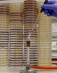 Microbiological culture technique. Doctor or researcher incinerating a culture loop or bacteriological inoculation loop on a Bunsen burner, with bacterial culture Petri dishes in the background