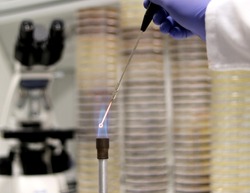 Microbiological culture technique. Doctor or researcher incinerating a culture loop or bacteriological inoculation loop on a Bunsen burner, with bacterial culture Petri dishes in the background