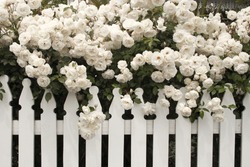 white rose/ rose/ white rose with white fence