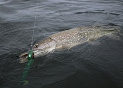 Northern pike in water caught on rubber lure