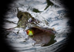 Fishing snap in focus, lure in pikes mouth. Deep throat fishing.