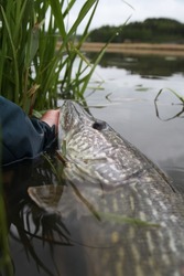 Release of a nice northern pike in a small weedy pond. Catch and release fishing, Sweden.