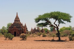 
Buddhist stupa and tree in the city of a thousand stupas of Pagan in Myanmar