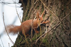 Adorable red squirrel (Sciurus vulgaris) on the tree trunk with a nut in her mouth. Cute funny furry animal with fluffy tail and ears looking straight to the camera, going to hide her food
