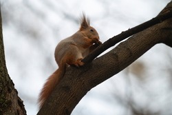 Adorable red squirrel (Sciurus vulgaris) on brown tree trunk eats a nut. Cute funny animal with fluffy tail and ears hiding, sitting and having her meal