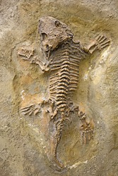 fossil reptile
