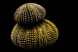 Two artistic sea urchins stacked on top of each other against a black background