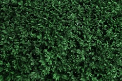 Green natural background formed by European box leaves