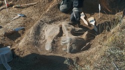 Crop archaeologist digging out dinosaur skull