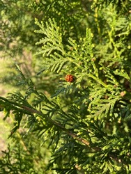 Little bugs- ladybug in green bush