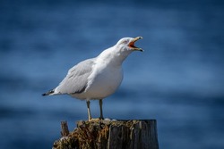 Seagull standing on wooden post while calling with beak open